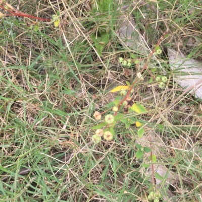 Sida rhombifolia (Paddy's Lucerne, Arrow-leaf Sida) at Long Beach, NSW - 22 Jan 2022 by natureguy