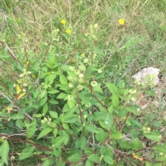 Sida rhombifolia at Long Beach, NSW - 23 Jan 2022