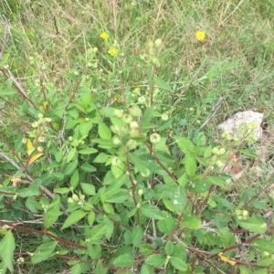 Sida rhombifolia at Long Beach, NSW - 23 Jan 2022 10:19 AM