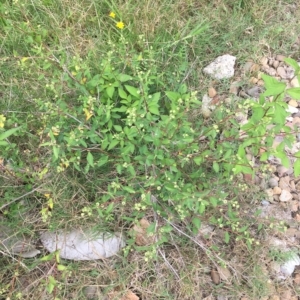 Sida rhombifolia at Long Beach, NSW - 23 Jan 2022