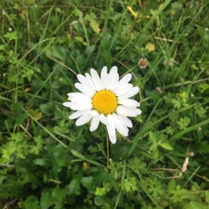 Leucanthemum vulgare at Long Beach, NSW - 23 Jan 2022 10:19 AM