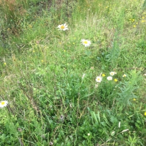 Leucanthemum vulgare at Long Beach, NSW - 23 Jan 2022 10:19 AM