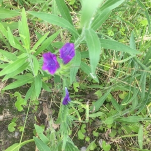 Echium plantagineum at Long Beach, NSW - 23 Jan 2022