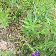 Echium plantagineum at Long Beach, NSW - 23 Jan 2022