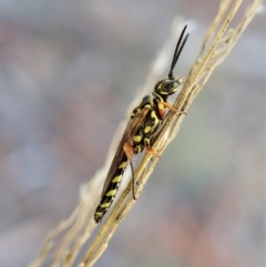 Aeolothynnus sp. (genus) (A flower wasp) at Aranda Bushland - 9 Apr 2023 by CathB