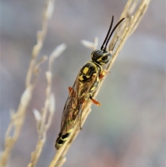 Aeolothynnus sp. (genus) at Aranda, ACT - 9 Apr 2023