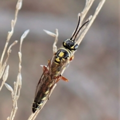 Aeolothynnus sp. (genus) at Aranda, ACT - 9 Apr 2023