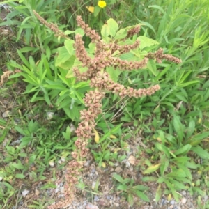 Amaranthus retroflexus at Long Beach, NSW - 23 Jan 2022 10:20 AM