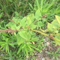 Amaranthus retroflexus at Long Beach, NSW - 23 Jan 2022 10:20 AM