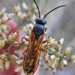 Tiphiidae (family) (Unidentified Smooth flower wasp) at Aranda Bushland - 10 Apr 2023 by CathB