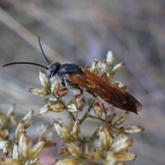 Tiphiidae (family) at Molonglo Valley, ACT - 10 Apr 2023