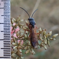 Tiphiidae (family) at Molonglo Valley, ACT - 10 Apr 2023