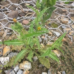 Sonchus asper (Prickly Sowthistle) at Long Beach, NSW - 22 Jan 2022 by natureguy