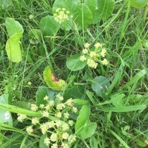 Hydrocotyle bonariensis at Long Beach, NSW - 23 Jan 2022