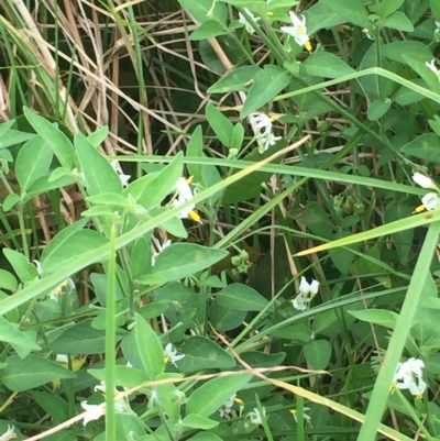 Solanum chenopodioides (Whitetip Nightshade) at Long Beach, NSW - 22 Jan 2022 by natureguy