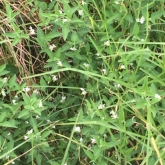 Solanum chenopodioides at Long Beach, NSW - 23 Jan 2022 10:23 AM