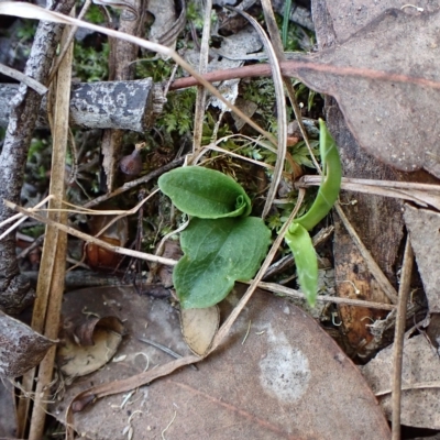 Pterostylis nutans (Nodding Greenhood) at Aranda Bushland - 10 Apr 2023 by CathB