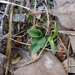 Pterostylis nutans (Nodding Greenhood) at Aranda, ACT - 10 Apr 2023 by CathB