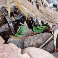 Pterostylis nutans at Aranda, ACT - suppressed