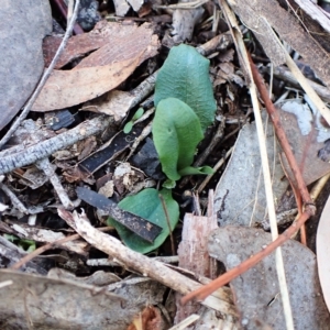 Pterostylis nutans at Aranda, ACT - suppressed