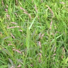 Persicaria decipiens (Slender Knotweed) at Long Beach, NSW - 22 Jan 2022 by natureguy