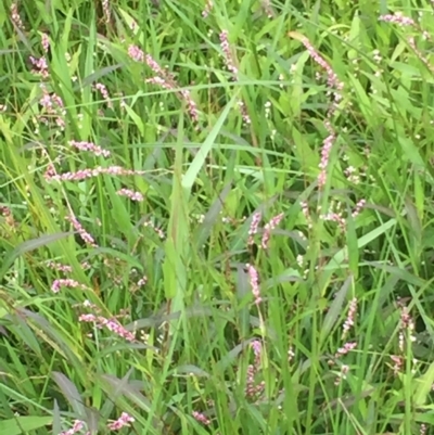 Persicaria decipiens (Slender Knotweed) at Long Beach, NSW - 22 Jan 2022 by natureguy