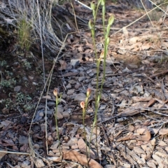 Speculantha rubescens (Blushing Tiny Greenhood) at Aranda, ACT - 10 Apr 2023 by CathB