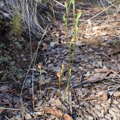 Speculantha rubescens (Blushing Tiny Greenhood) at Aranda Bushland - 10 Apr 2023 by CathB