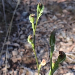 Speculantha rubescens at Aranda, ACT - 10 Apr 2023