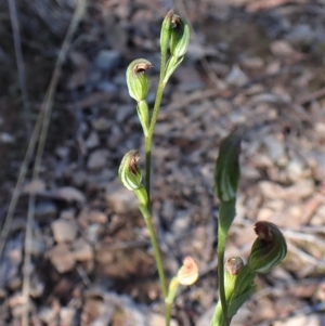 Speculantha rubescens at Aranda, ACT - 10 Apr 2023