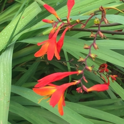 Crocosmia x crocosmiiflora (Montbretia) at Long Beach, NSW - 22 Jan 2022 by natureguy