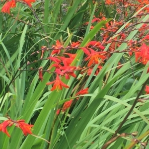 Crocosmia x crocosmiiflora at Long Beach, NSW - 23 Jan 2022