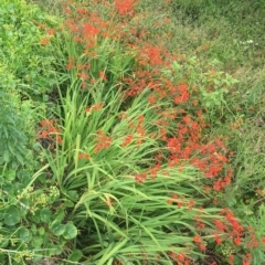 Crocosmia x crocosmiiflora at Long Beach, NSW - 23 Jan 2022 10:24 AM