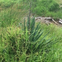 Yucca aloifolia (Spanish Bayonet) at Long Beach, NSW - 22 Jan 2022 by natureguy