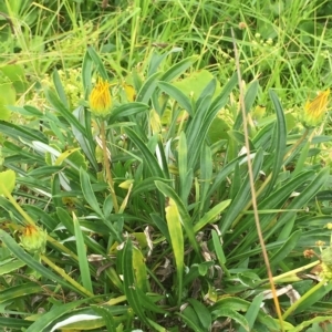 Gazania x splendens at Long Beach, NSW - 23 Jan 2022