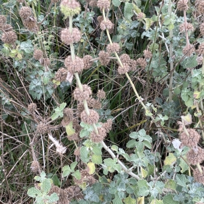 Marrubium vulgare (Horehound) at Namadgi National Park - 15 Apr 2023 by JaneR