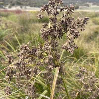 Scirpus polystachyus (Large-head Club-rush) at Rendezvous Creek, ACT - 15 Apr 2023 by JaneR