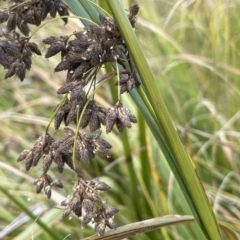 Scirpus polystachyus at Rendezvous Creek, ACT - 15 Apr 2023