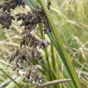 Scirpus polystachyus at Rendezvous Creek, ACT - 15 Apr 2023