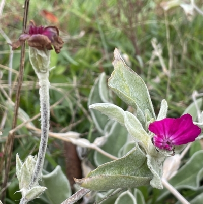 Silene coronaria (Rose Champion) at Namadgi National Park - 15 Apr 2023 by JaneR