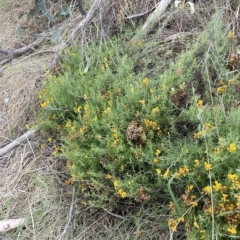 Chrysocephalum semipapposum (Clustered Everlasting) at Rendezvous Creek, ACT - 15 Apr 2023 by JaneR