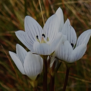 Gentianella muelleriana subsp. jingerensis at Cotter River, ACT - 14 Apr 2023