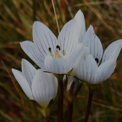 Gentianella muelleriana subsp. jingerensis (Mueller's Snow-gentian) at Cotter River, ACT - 14 Apr 2023 by JohnBundock