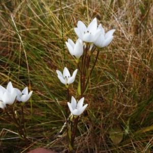 Gentianella muelleriana subsp. jingerensis at Cotter River, ACT - suppressed