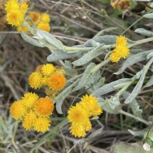 Chrysocephalum apiculatum at Rendezvous Creek, ACT - 15 Apr 2023 02:08 PM