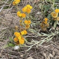 Chrysocephalum apiculatum at Rendezvous Creek, ACT - 15 Apr 2023 02:08 PM