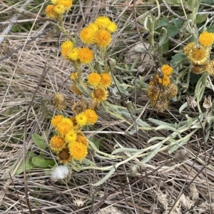 Chrysocephalum apiculatum at Rendezvous Creek, ACT - 15 Apr 2023 02:08 PM