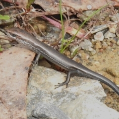 Pseudemoia entrecasteauxii (Woodland Tussock-skink) at Namadgi National Park - 14 Apr 2023 by JohnBundock