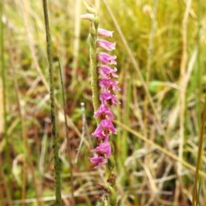 Spiranthes australis at Cotter River, ACT - suppressed