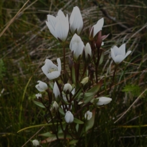 Gentianella muelleriana subsp. jingerensis at Cotter River, ACT - suppressed